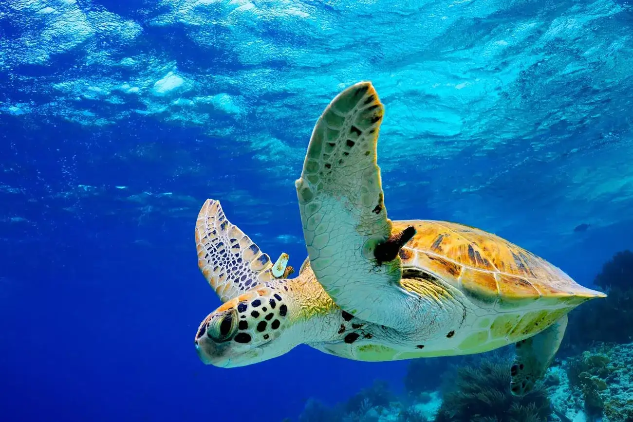 Pacote de viagem Conhecendo o Hawaii