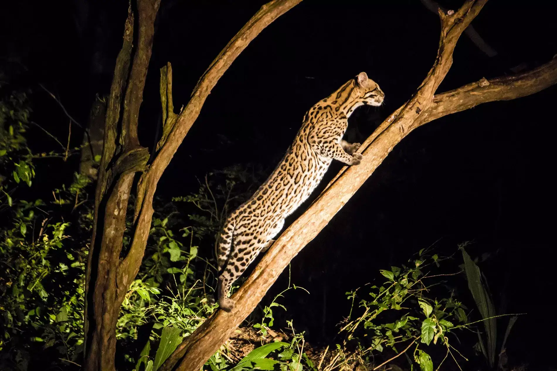Pantanal em Família