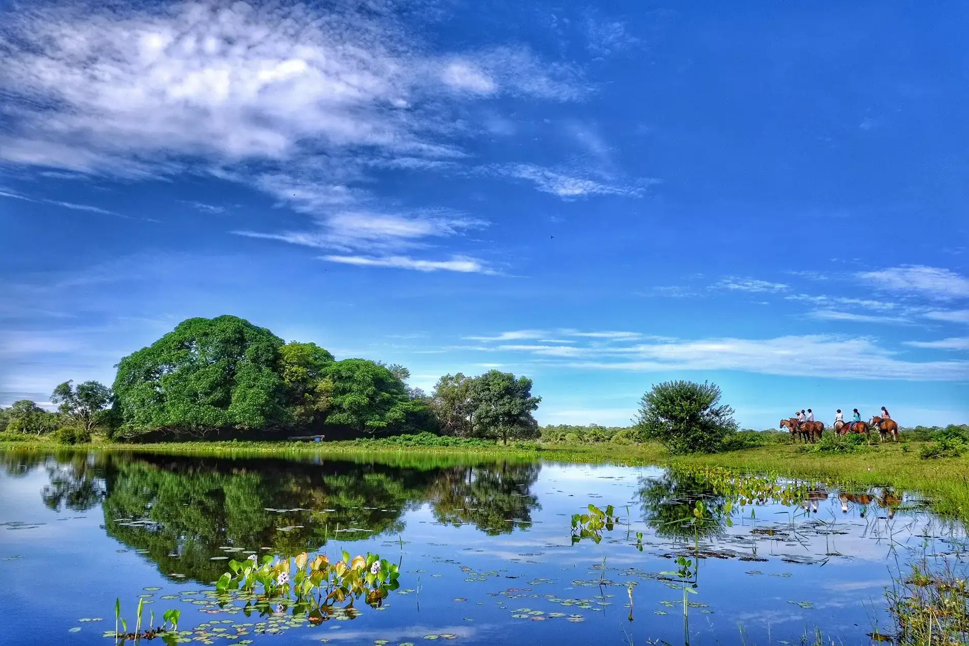Pantanal em Família