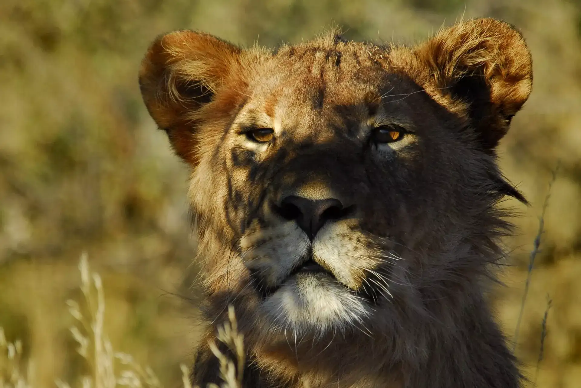 Pacote de viagem Safári África do Sul e Kalahari