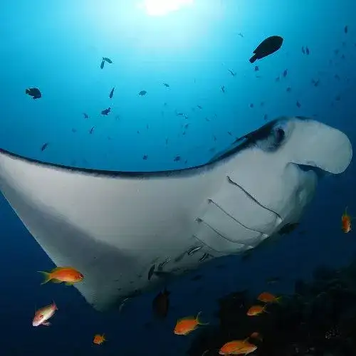 Soneva Fushi