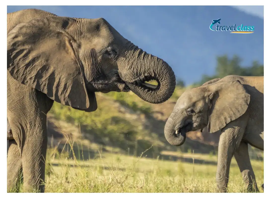 Pacote de viagem Garden Route & Grape tour