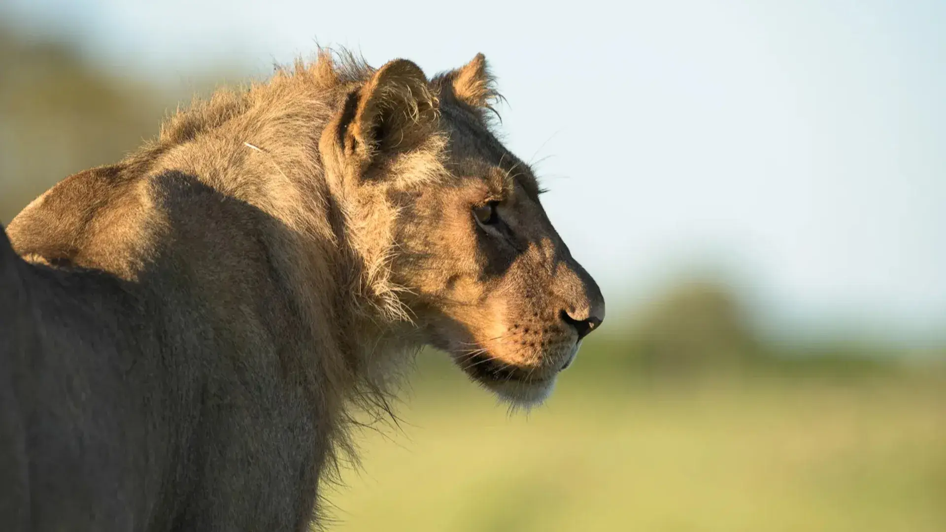 Zimbábue