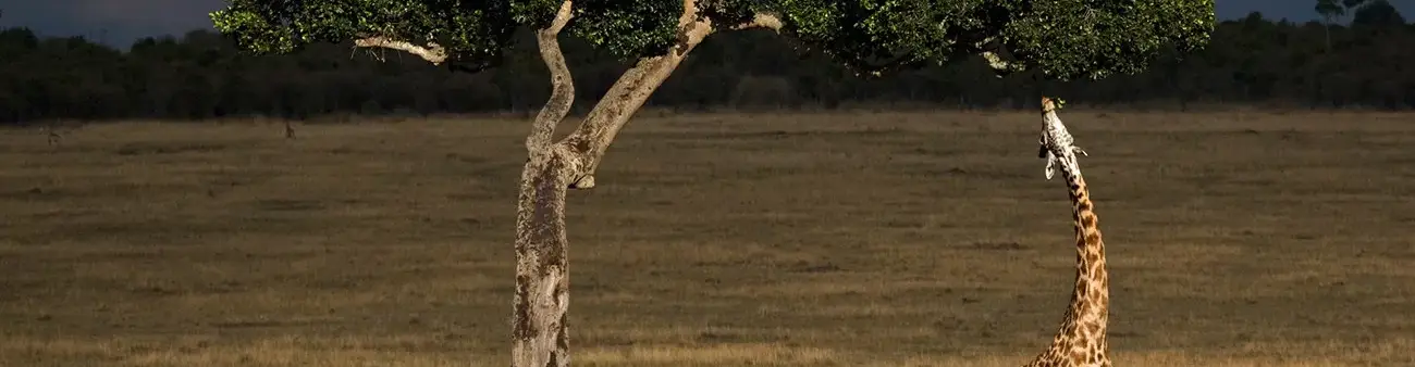 Pessoa em camelo no deserto