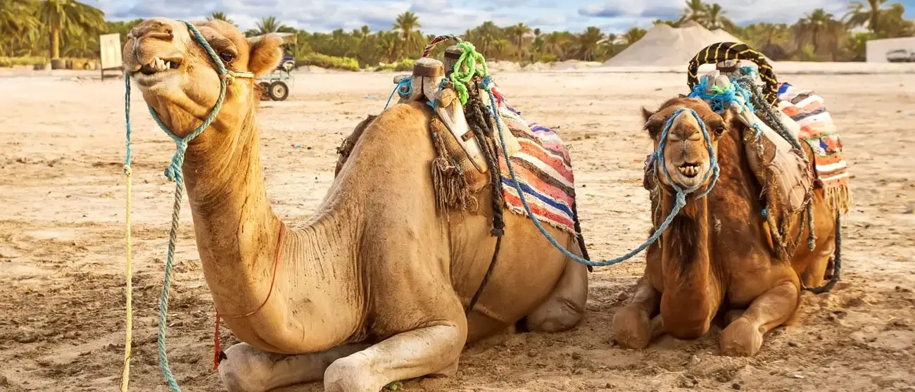 Camelos no Deserto do Saara