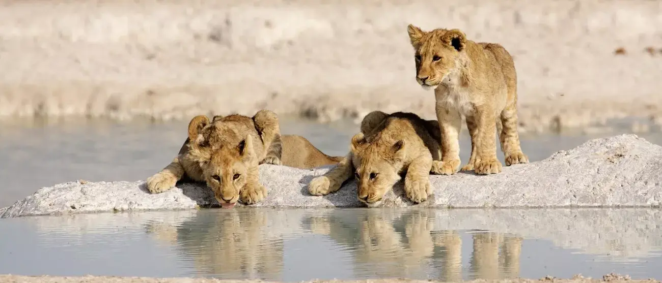 Filhos te Leão Namibia
