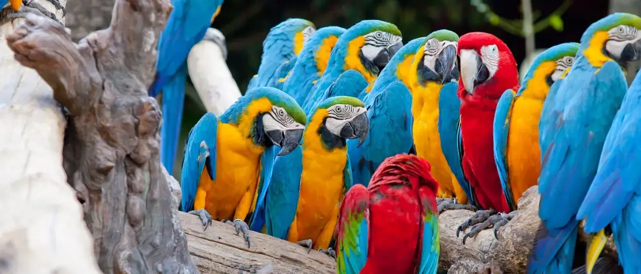Araras na Costa Rica
