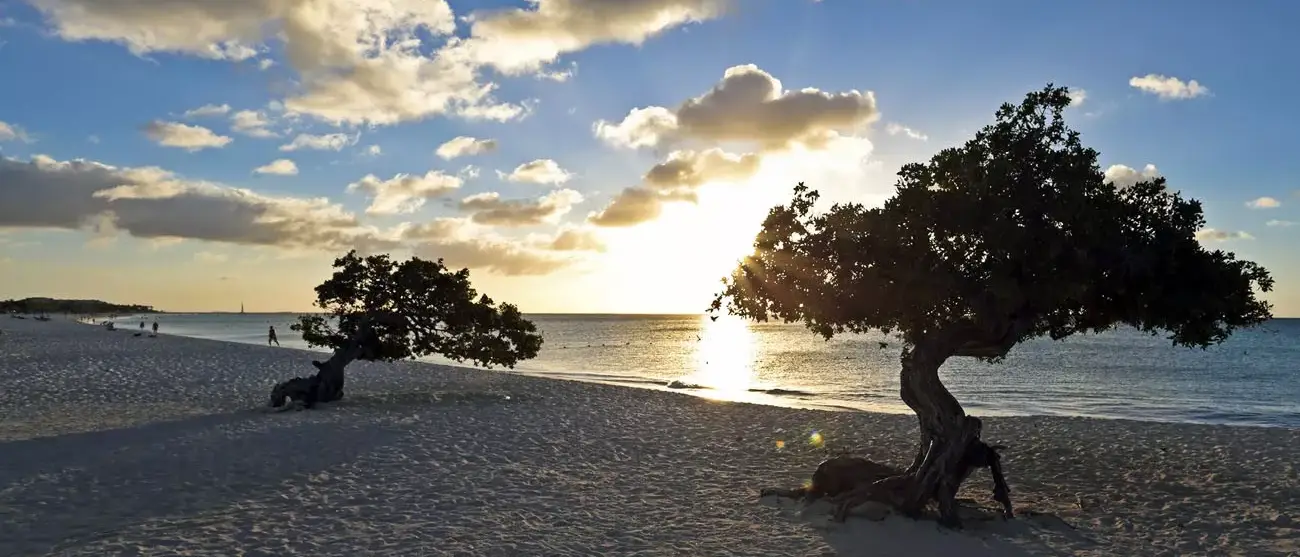 Árvore Divi-divi em Aruba