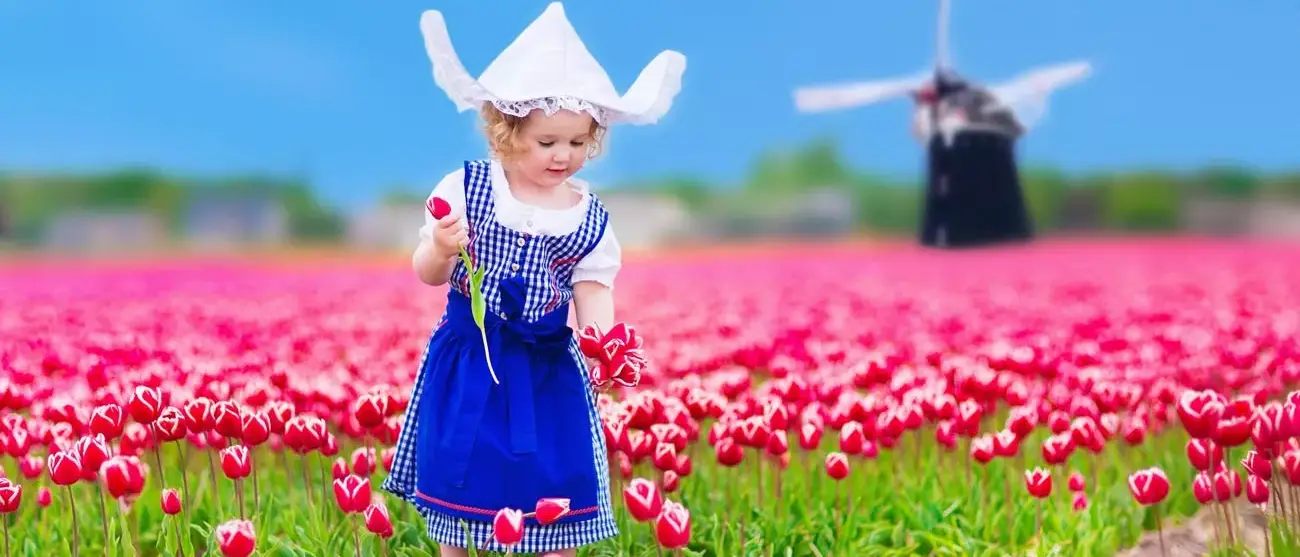 Campo de tulipas florescendo ao lado de um moinho de vento na região Amsterdam, Holanda