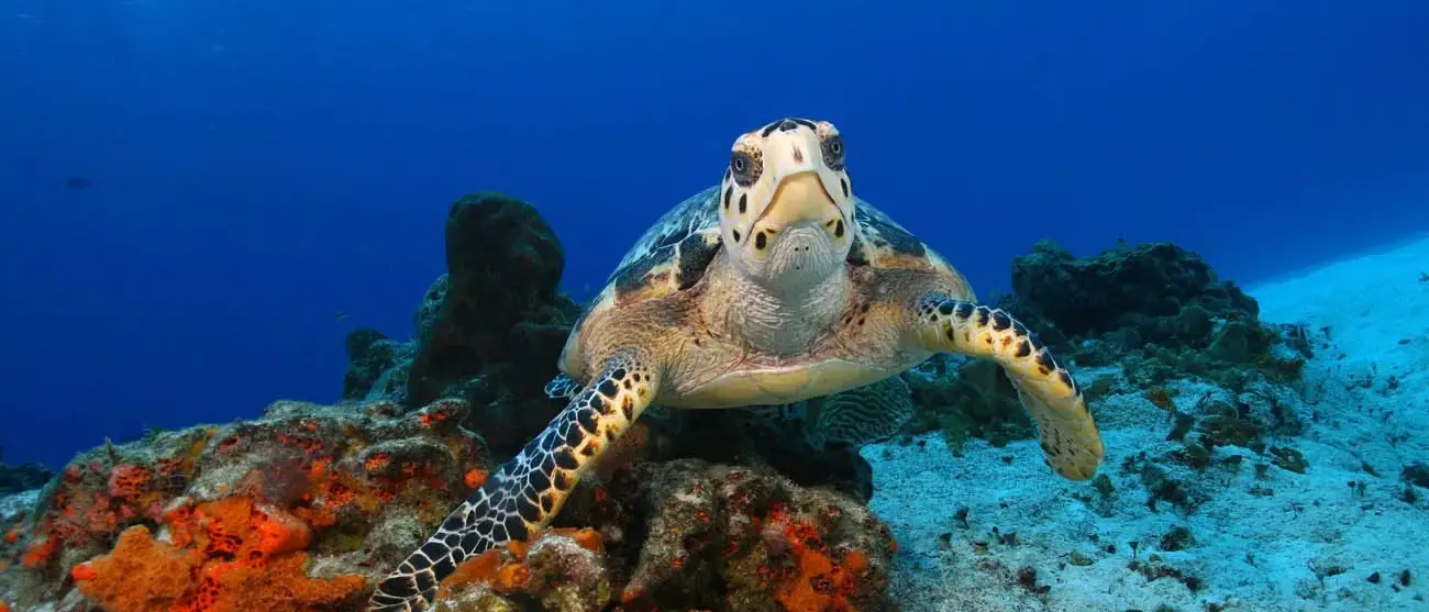 Tartaruga em Cozumel