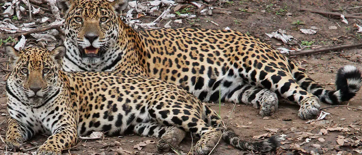 Pantanal Sul - Refúgio Ecológico Caiman