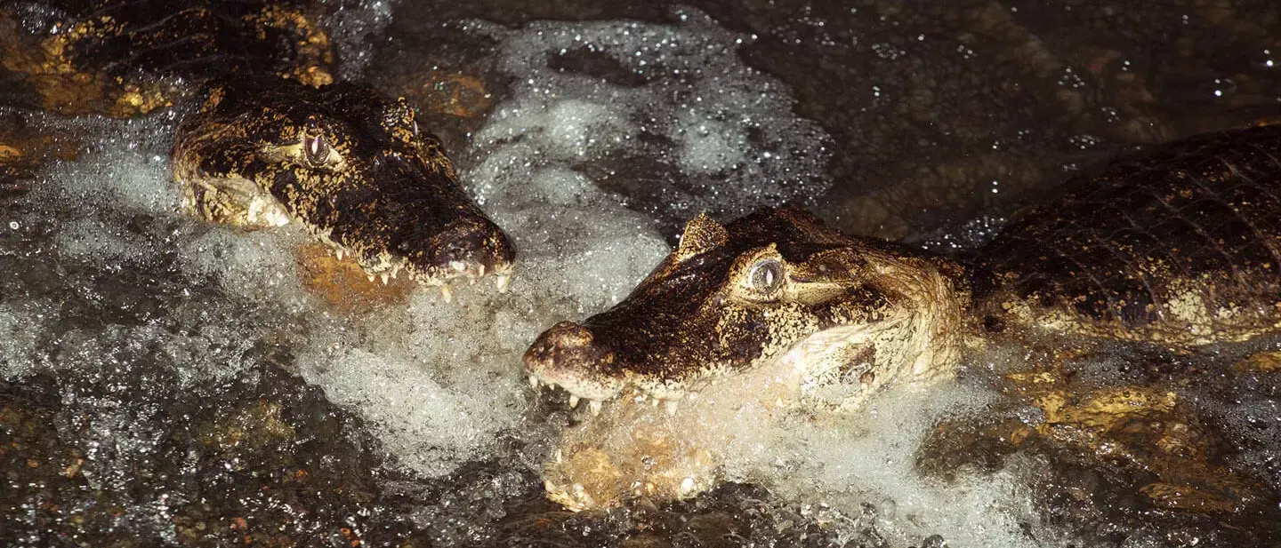 Refúgio Caiman