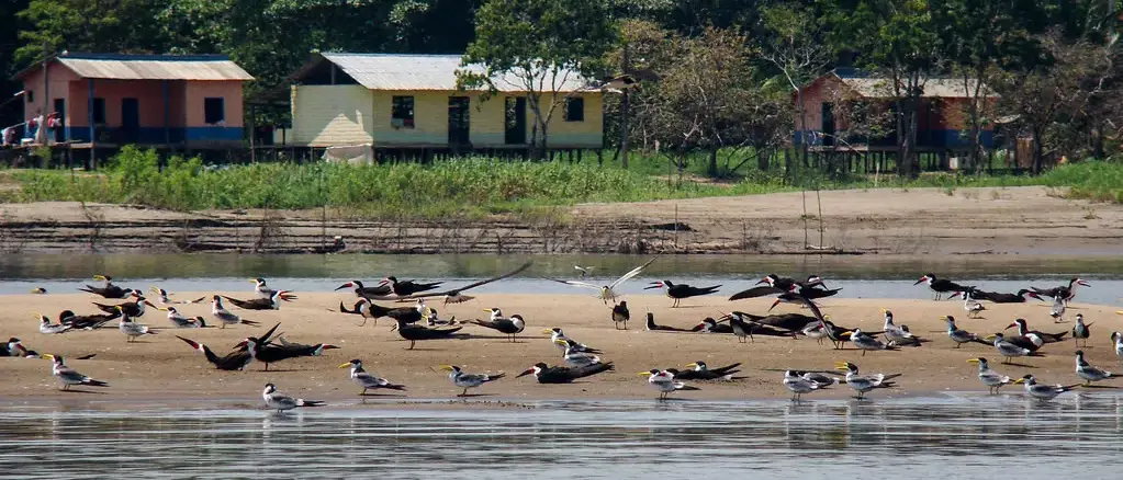 Pousada Uacari – Reserva Mamirauá, nas pegadas de Henry Bates