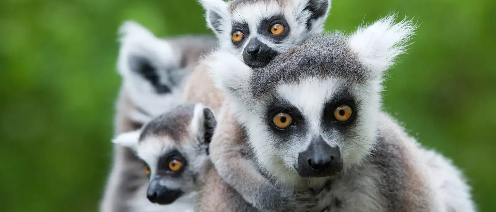 Viagens para Madagascar