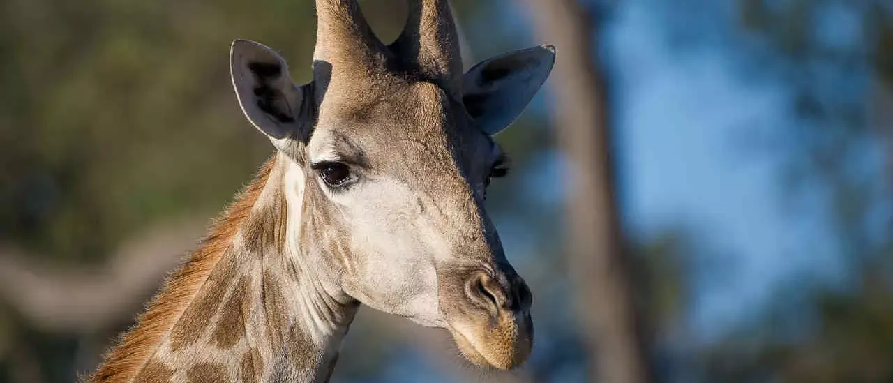 Botswana By Wilderness Safaris