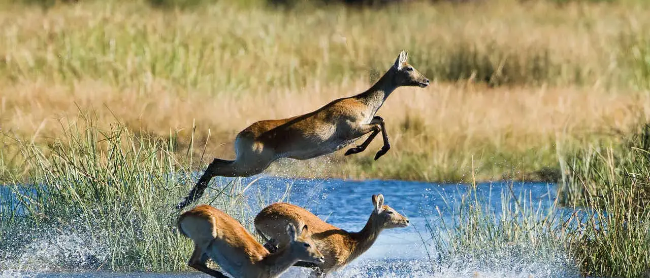 Botswana By Wilderness Safaris