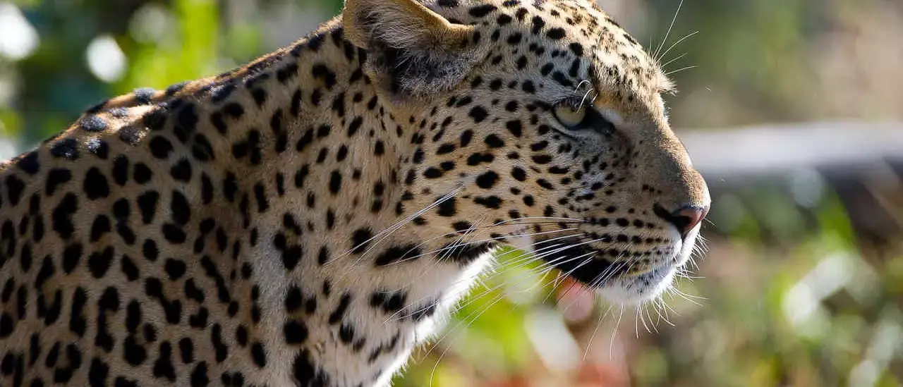 Botswana By Wilderness Safaris