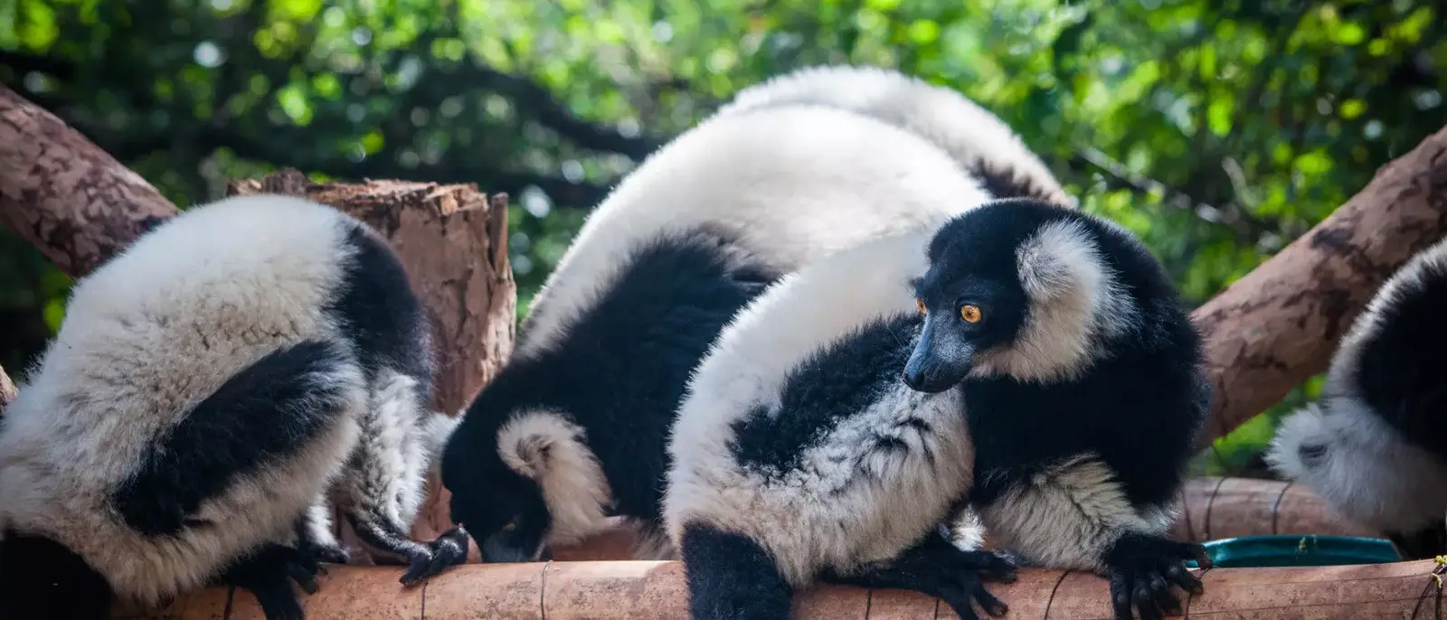 Avenidas dos Baobas e Nosy Bohara