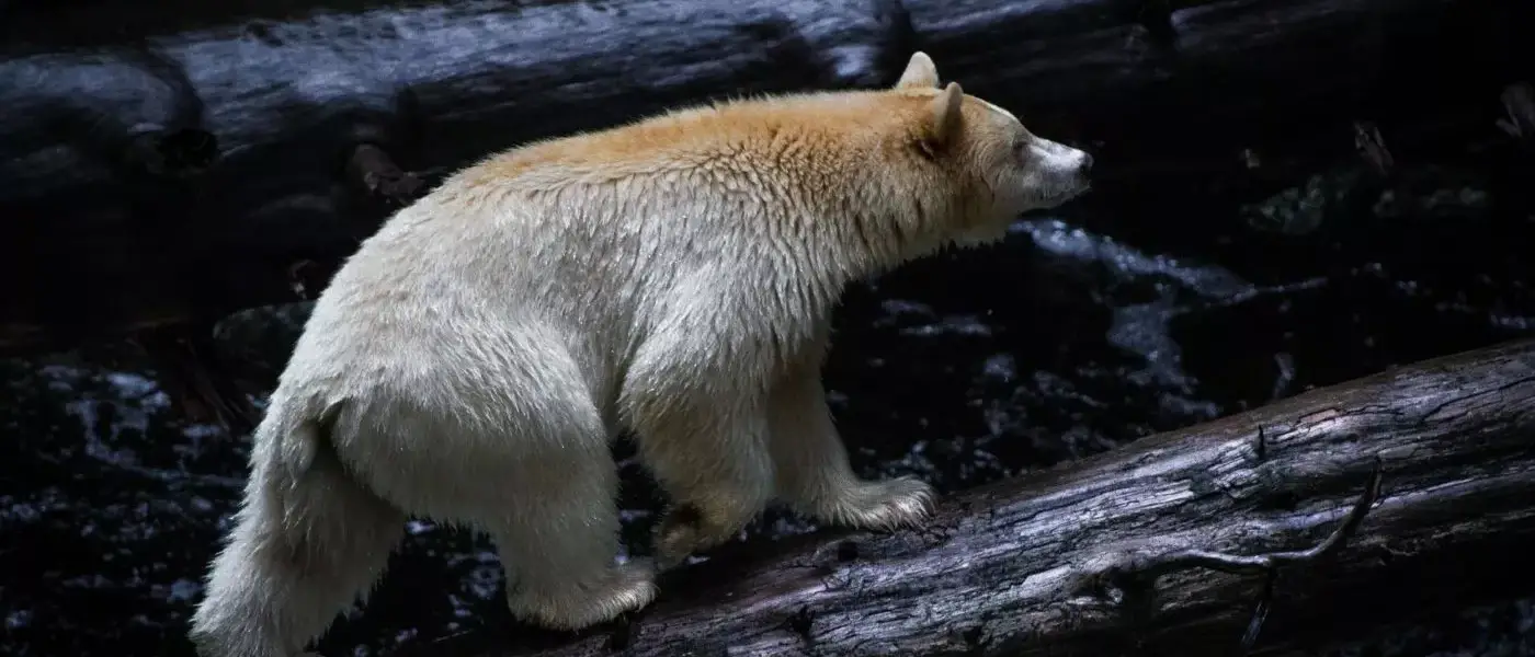 Observação de Ursos no Spirit Bear Lodge