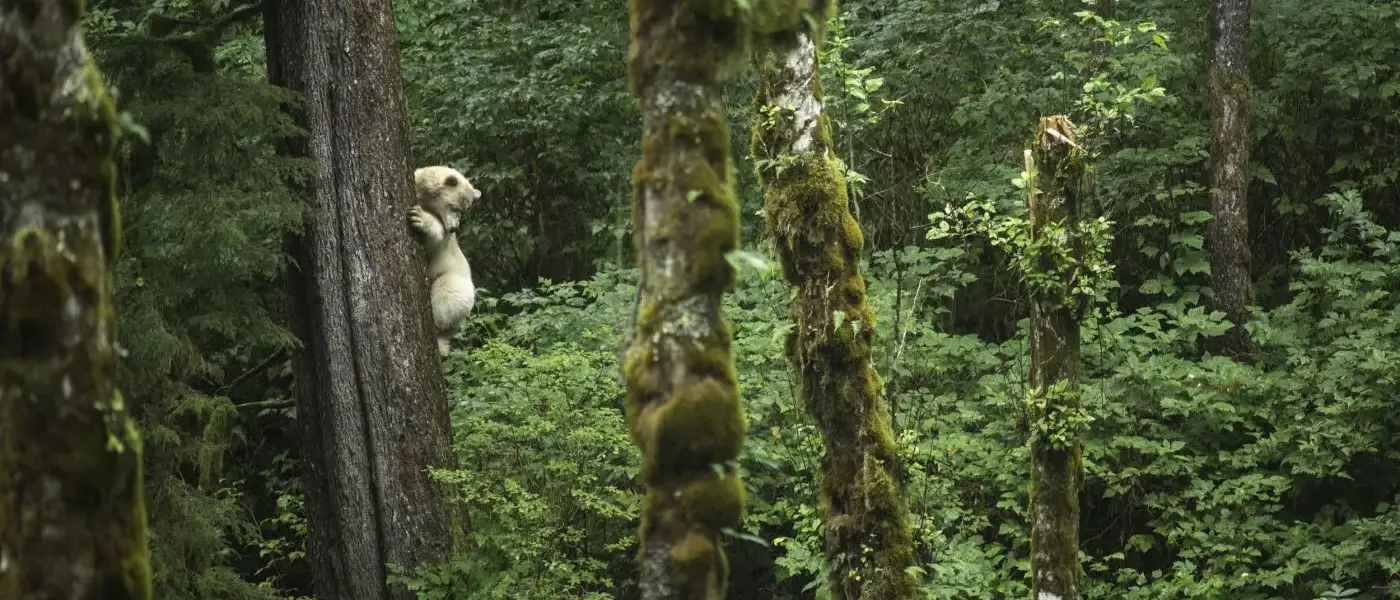 Observação de Ursos no Spirit Bear Lodge