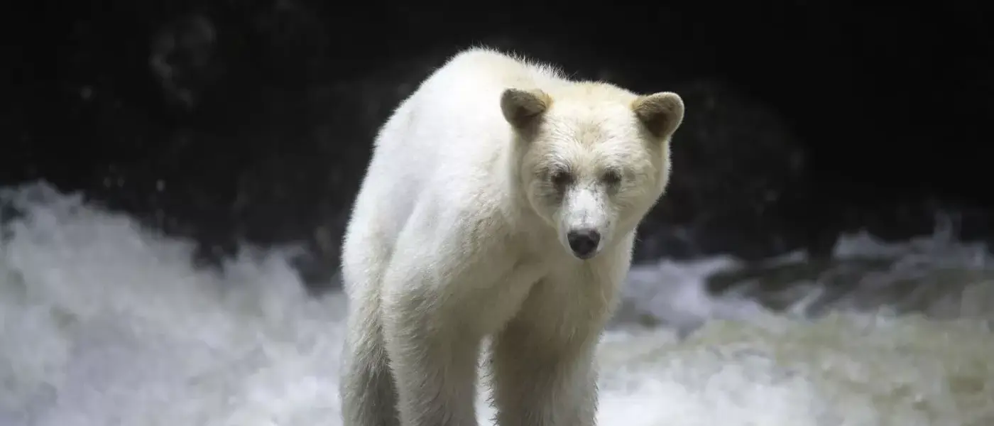 Observação de Ursos no Spirit Bear Lodge