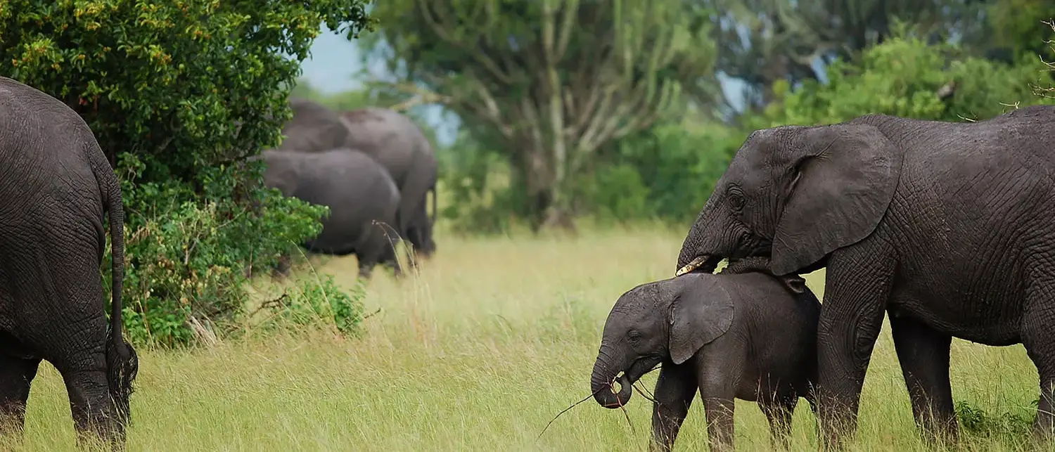 Explorando Uganda