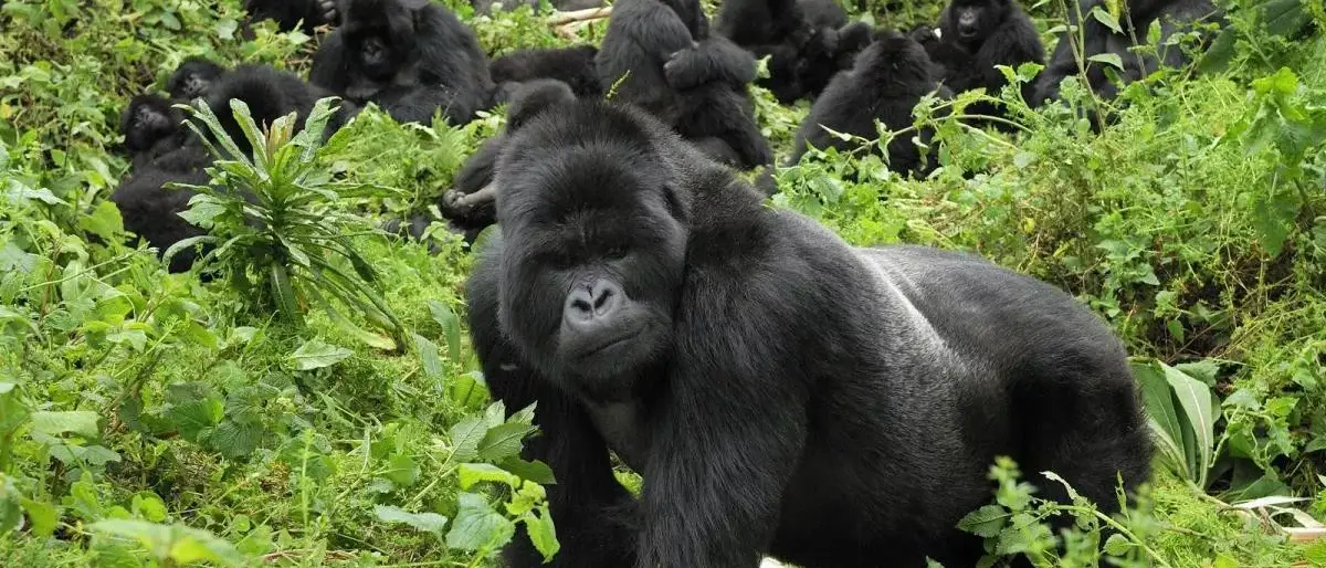 Explorando Uganda