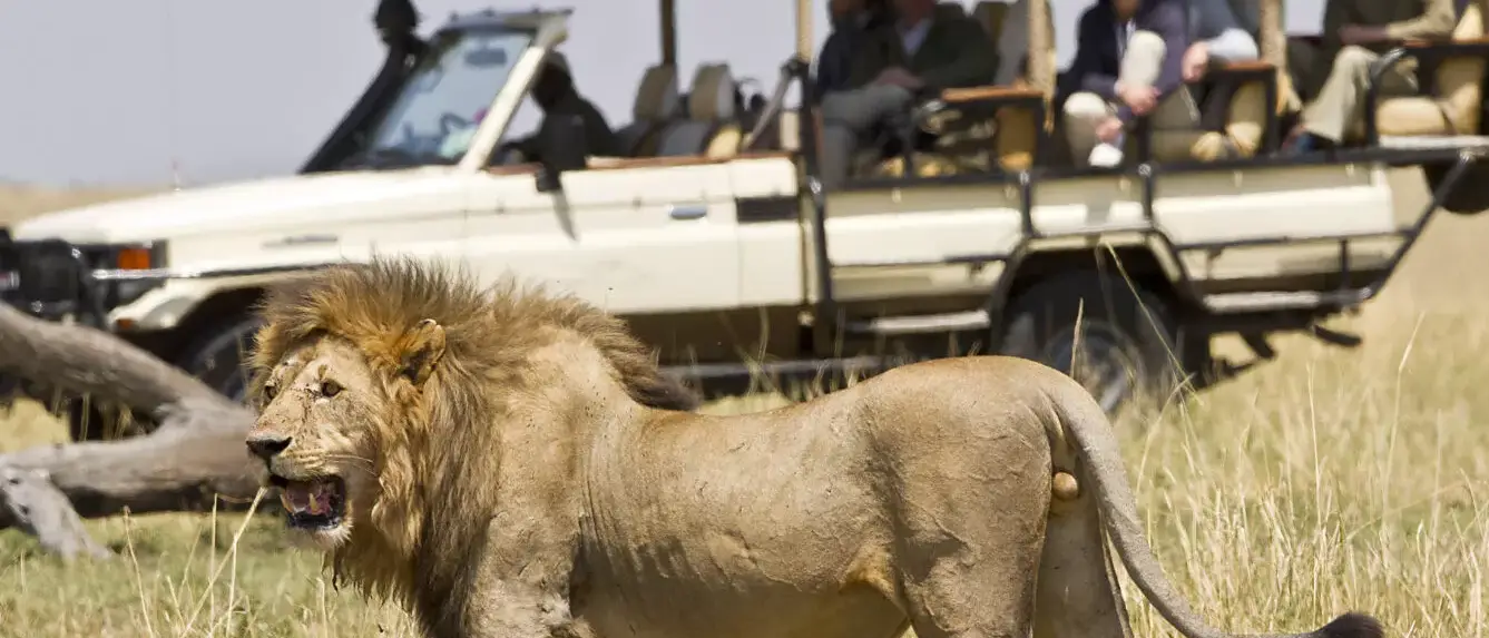 Serengeti Bushtops