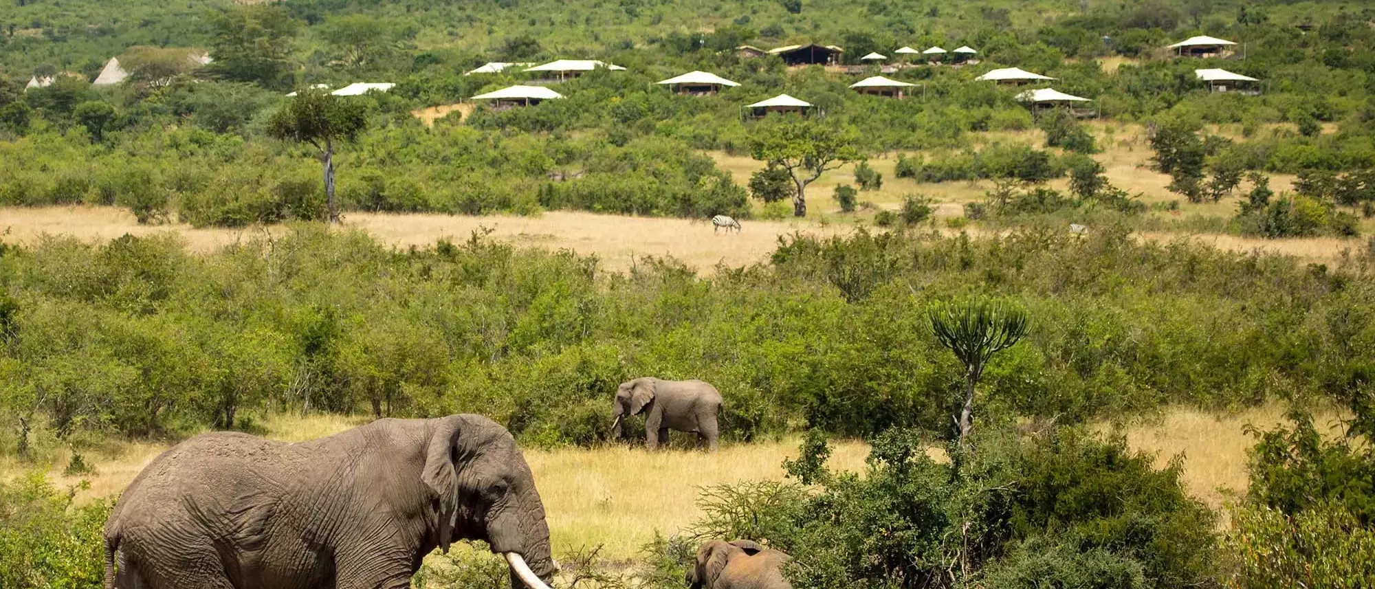 Serengeti Bushtops