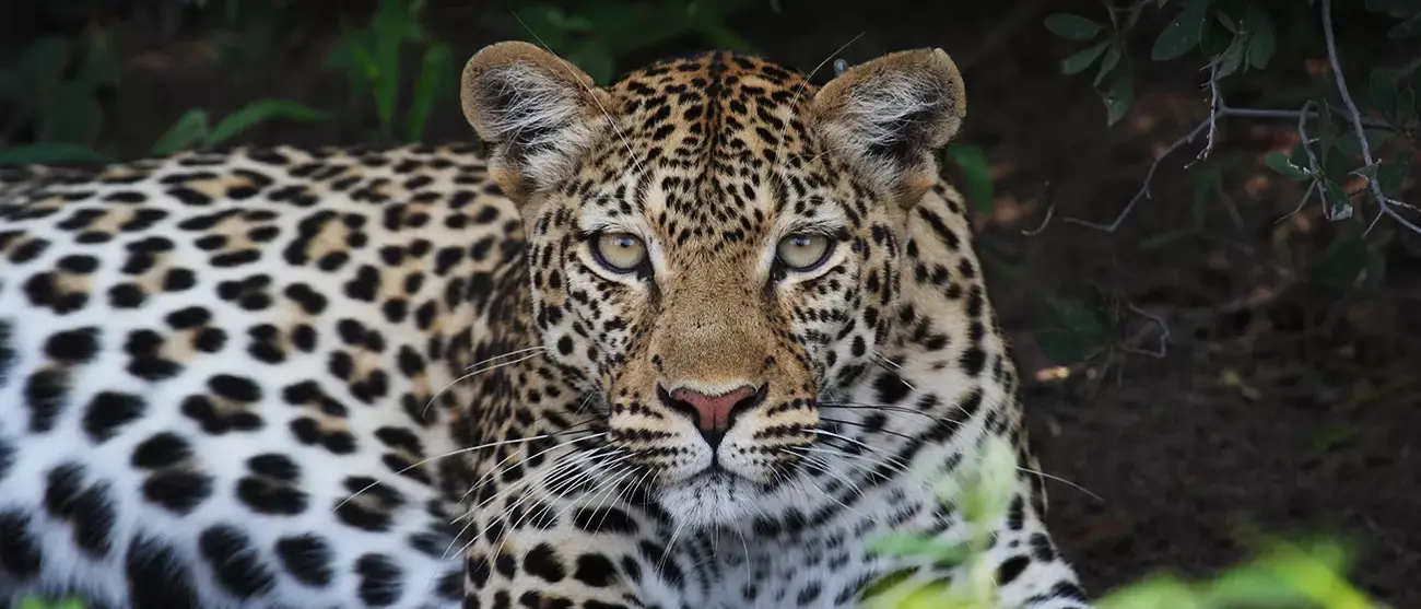 Maravilhas de Botswana