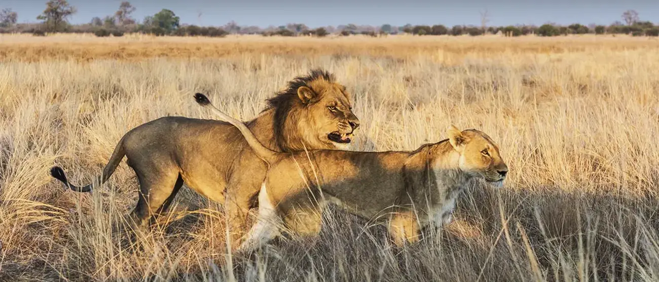 Maravilhas de Botswana