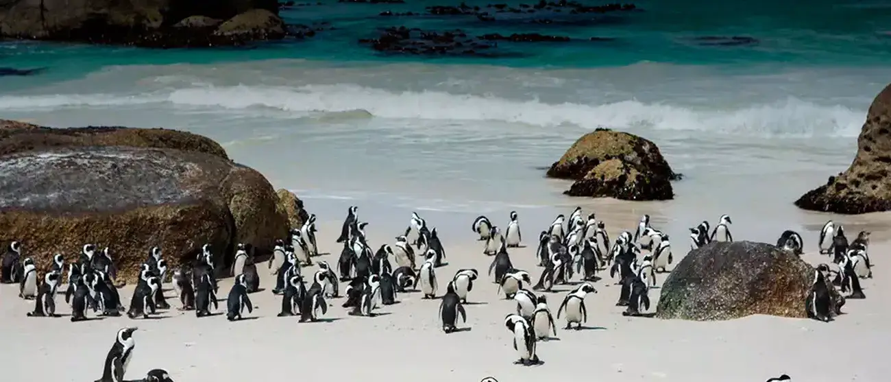 O melhor de Botswana e Cape Town