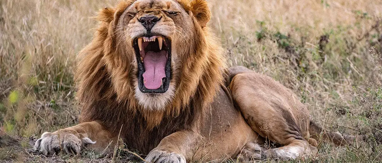 Aventura Wild Child na África Austral