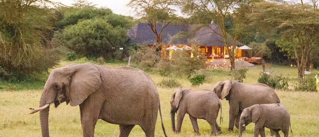 Safari Luxury no Mara Bushtops