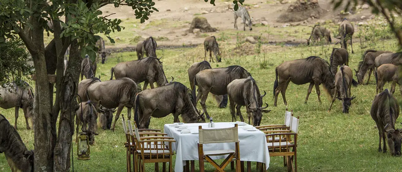Safari Luxury no Mara Bushtops