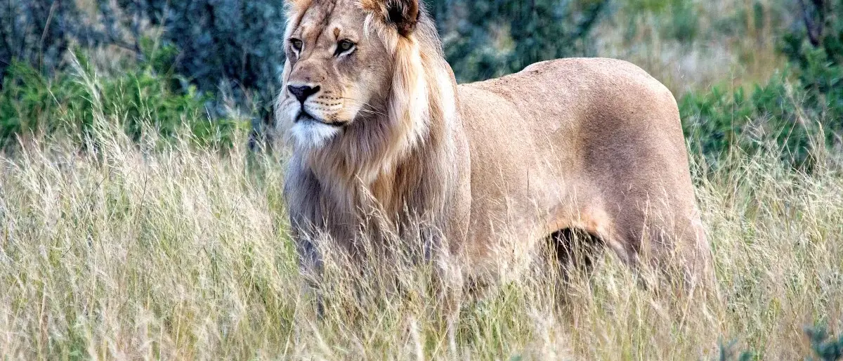 Sweet Taste of Botswana