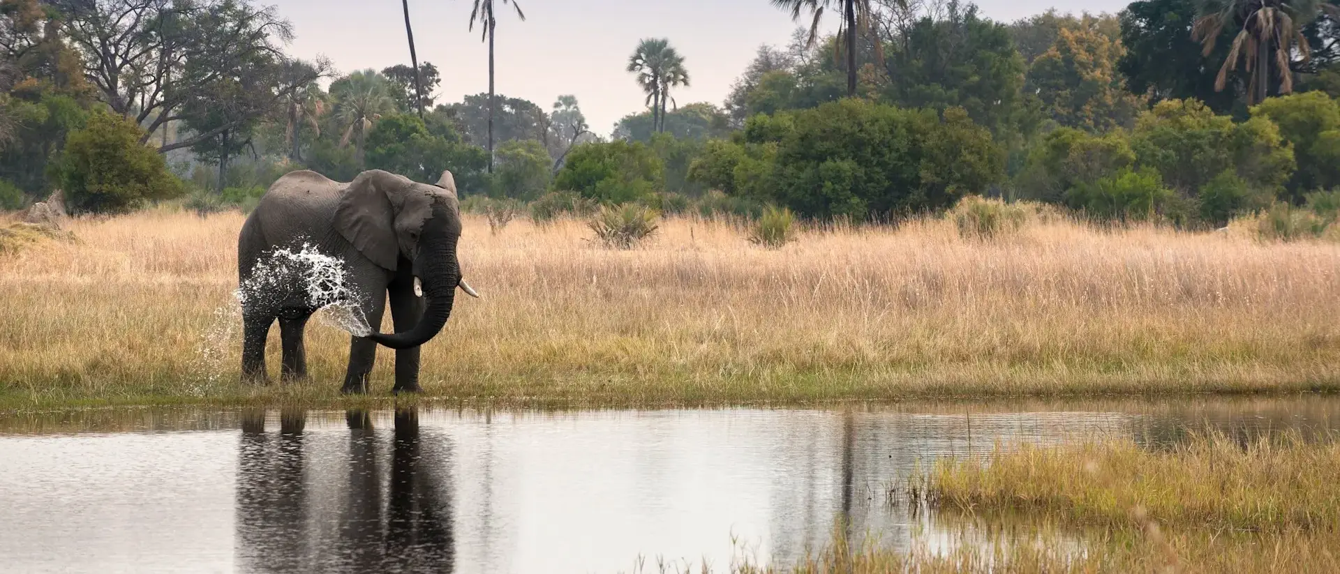 Botswana Sandibe Okavango Delta Wildlife