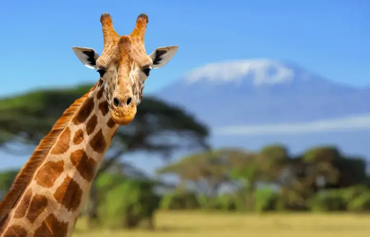 Pacote de viagem Karibu, Quênia e Tanzânia