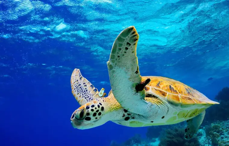 Pacote de viagem Conhecendo o Hawaii