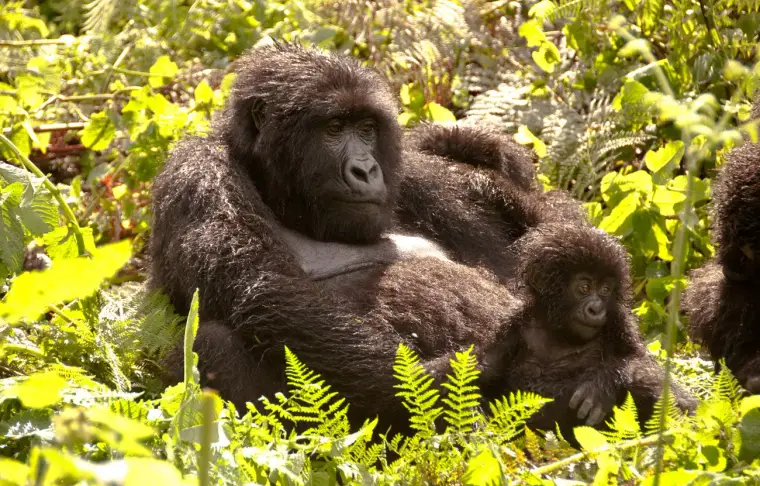 Pacote de viagem Gorilas em Ruanda