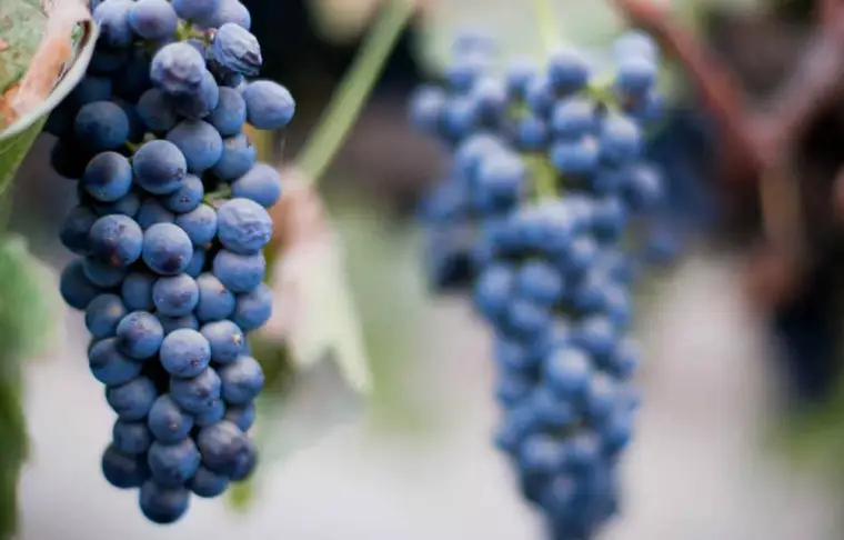 Pacote de viagem California na Rota dos vinhos