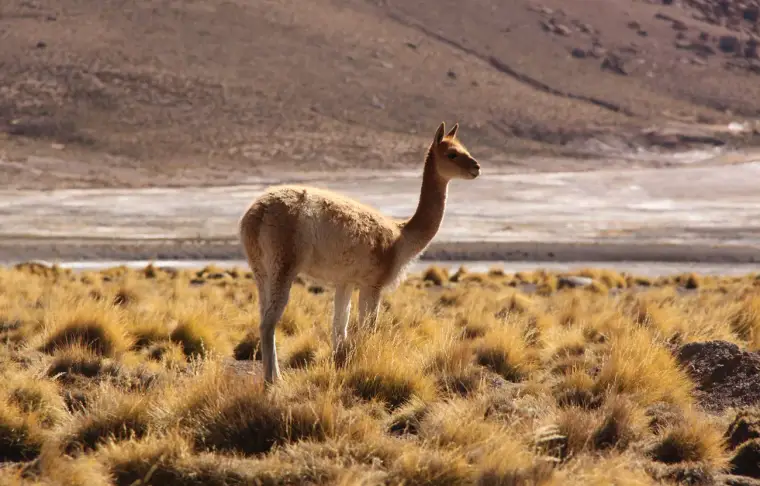Pacote de viagem Atacama, Pucon e Santiago