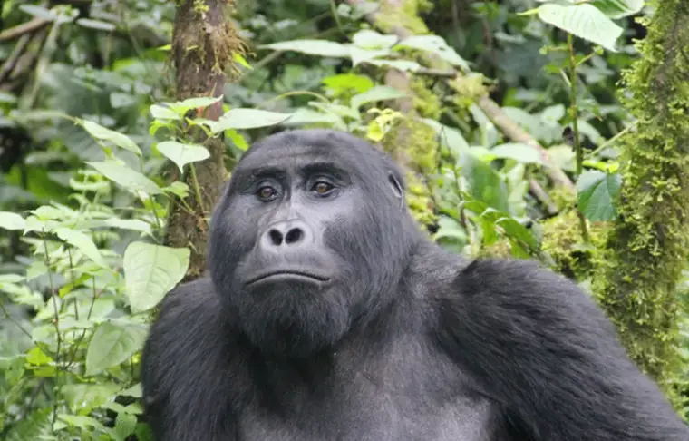 Pacote de viagem O Melhor de Uganda