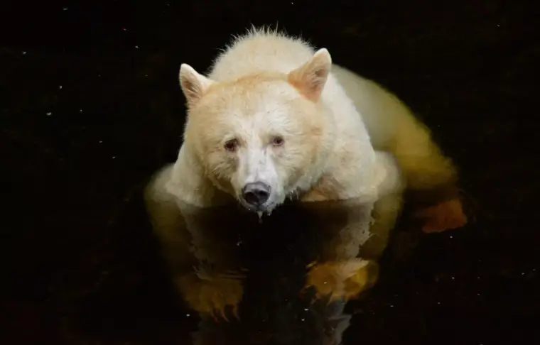 Pacote de viagem Observação de Ursos no Spirit Bear Lodge