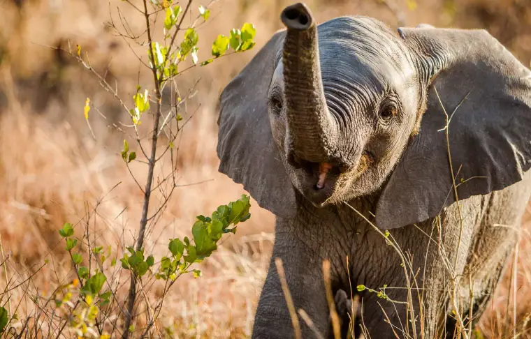 Pacote de viagem África do Sul com Crianças