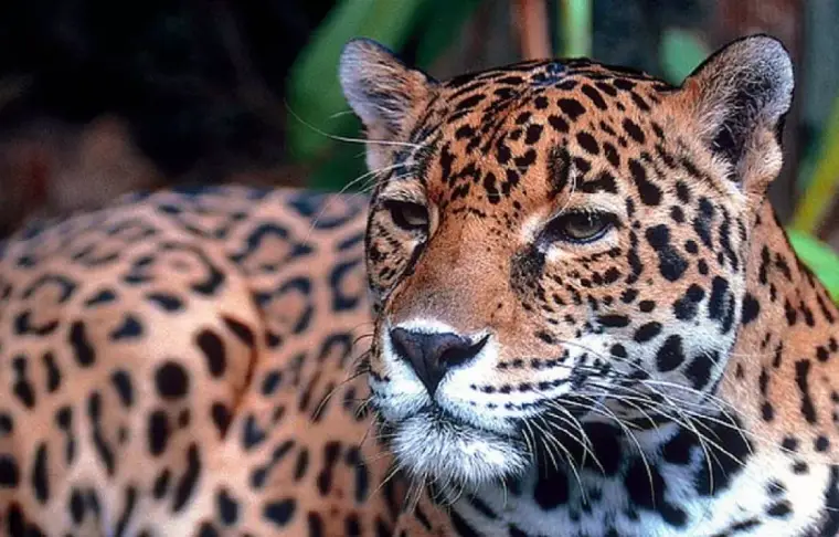 Pacote de viagem Cruzeiro Pantanal Norte - em busca da Onça Pintada