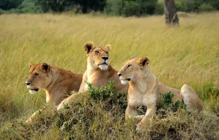 Pacote de viagem Quênia & Tanzânia Safari para Famílias