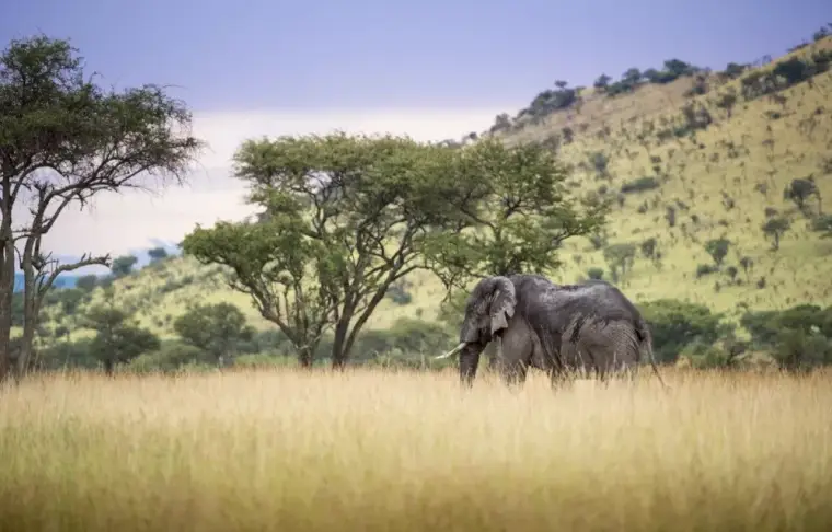 Pacote de viagem Arusha, Singita & Zuri Zanzibar