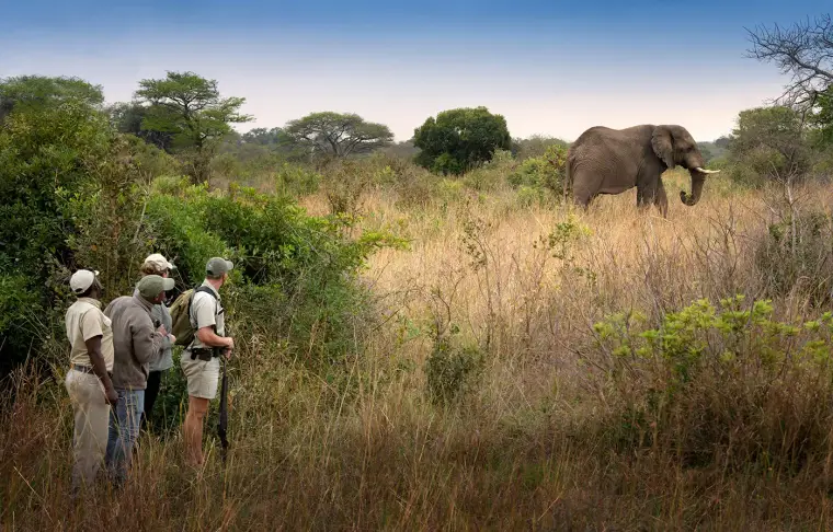 Pacote de viagem Sabi Sand e Phinda