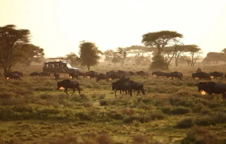Pacote de viagem Quênia Safari em Família by andBeyond